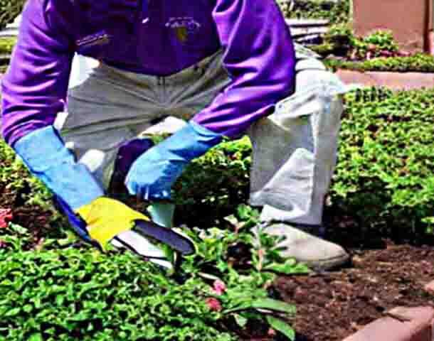 gardening service