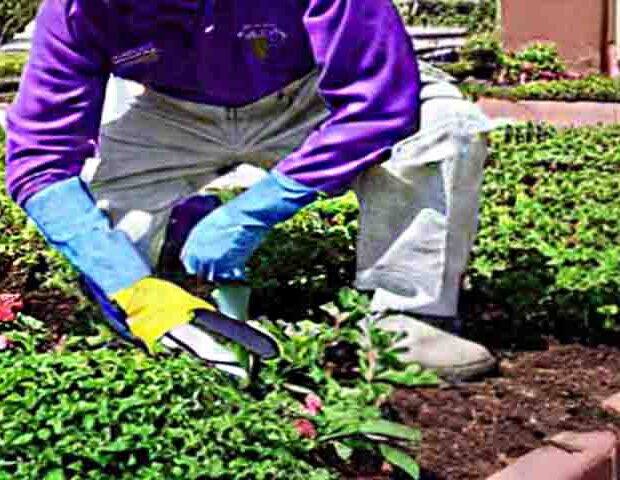 gardening service